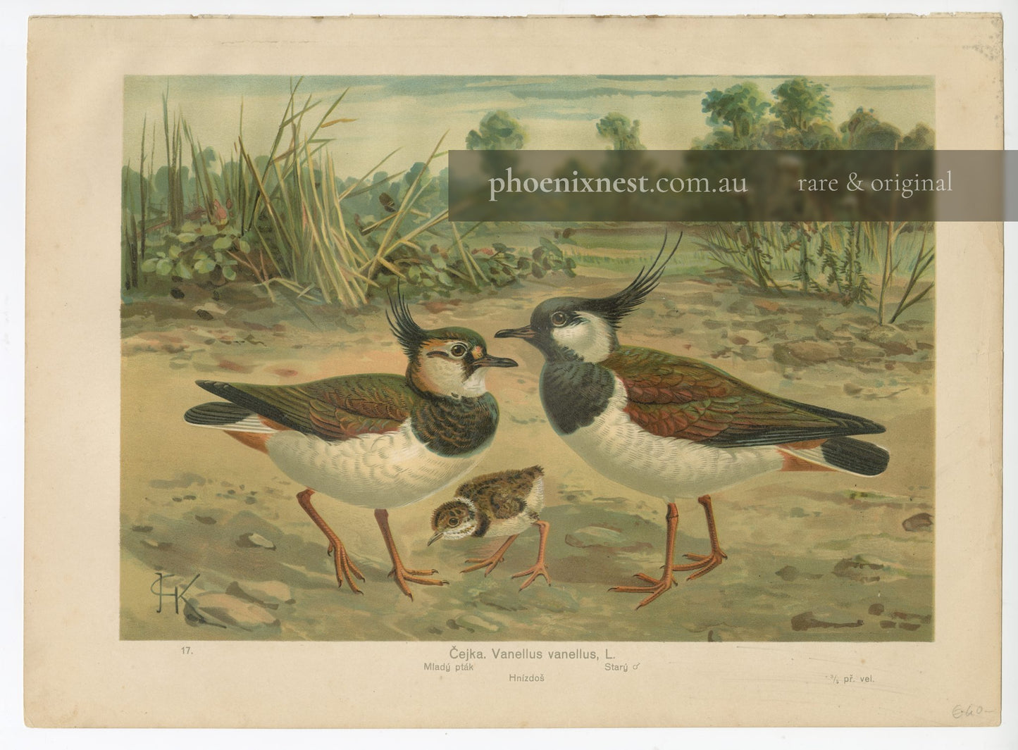 Northern Lapwing (Vanellus vanellus)