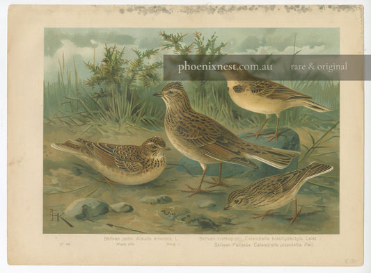 Larks: Field Lark, Short-toed Lark, and Pallas's Sand Lark