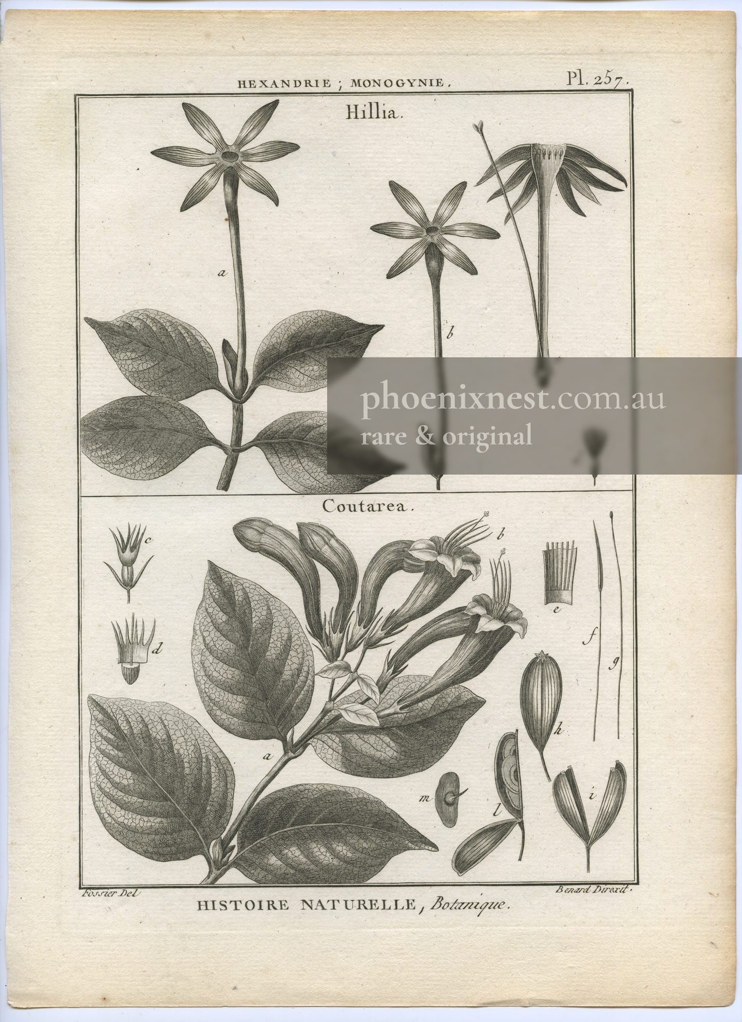 Hillia and Coutarea, Plate 257 — Encyclopédie Méthodique Botanique