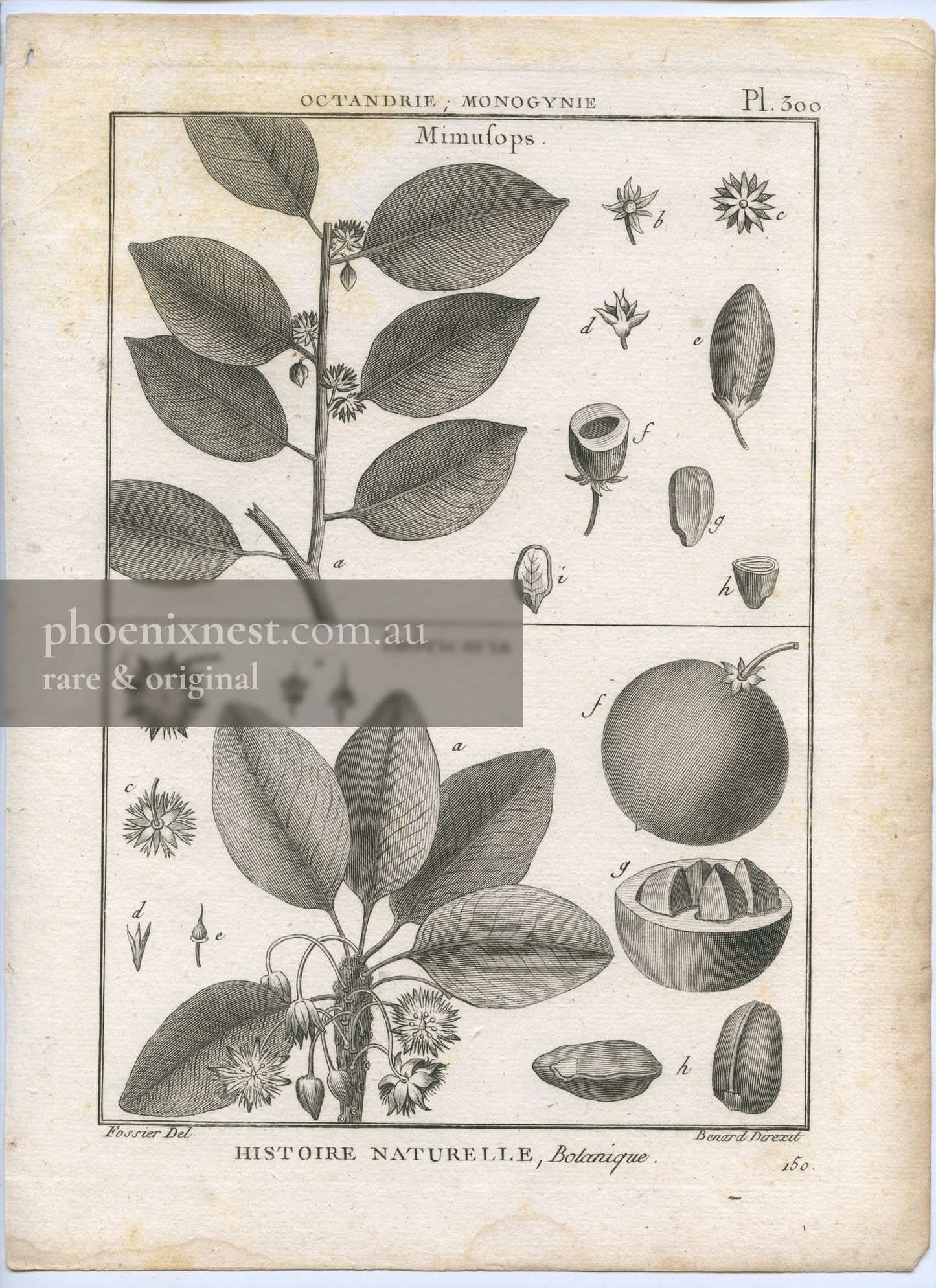 Mimusops and Imbricaria, Plate 300 — Encyclopédie Méthodique Botanique