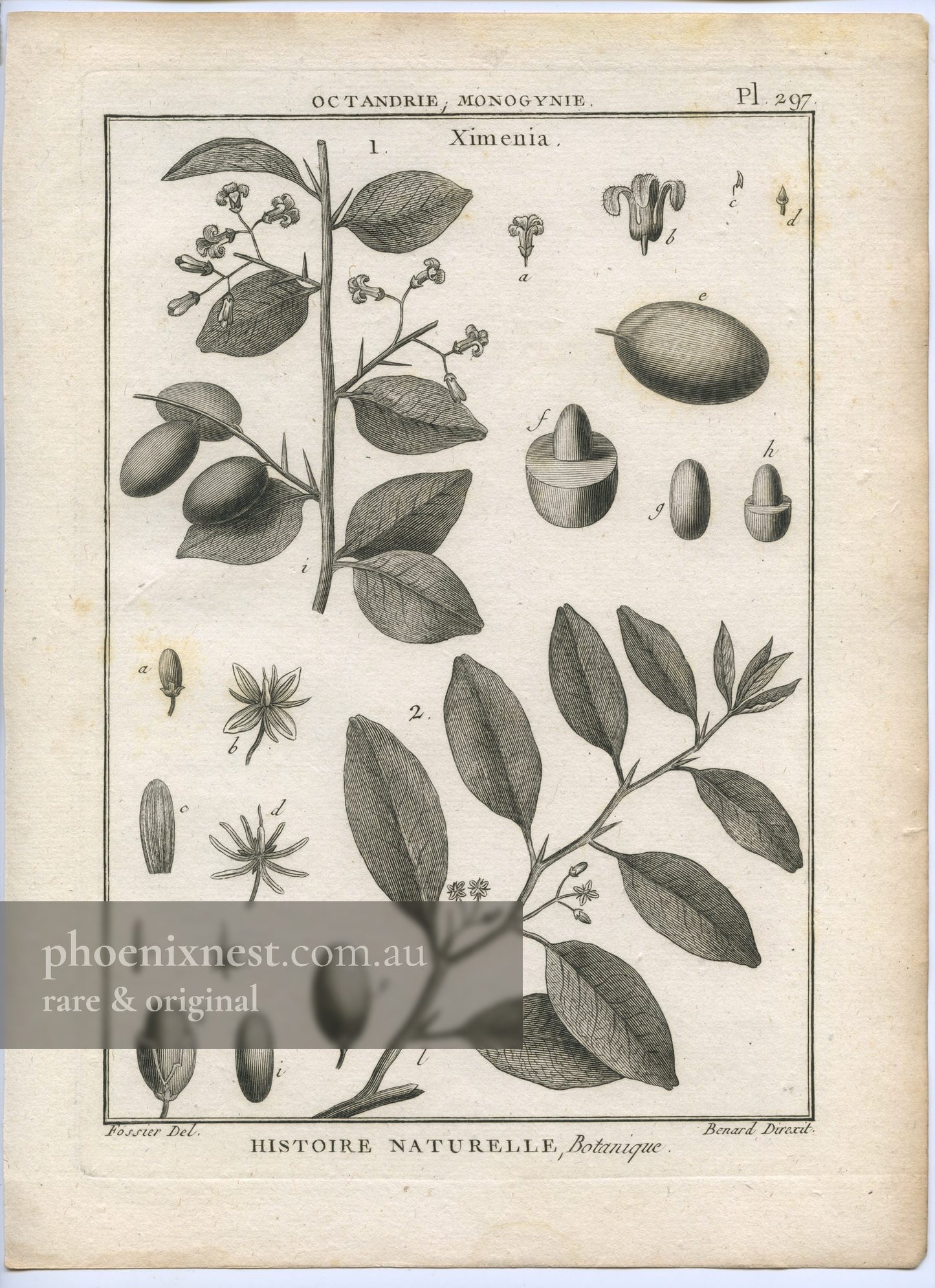 Ximenia, Plate 297 — Encyclopédie Méthodique Botanique