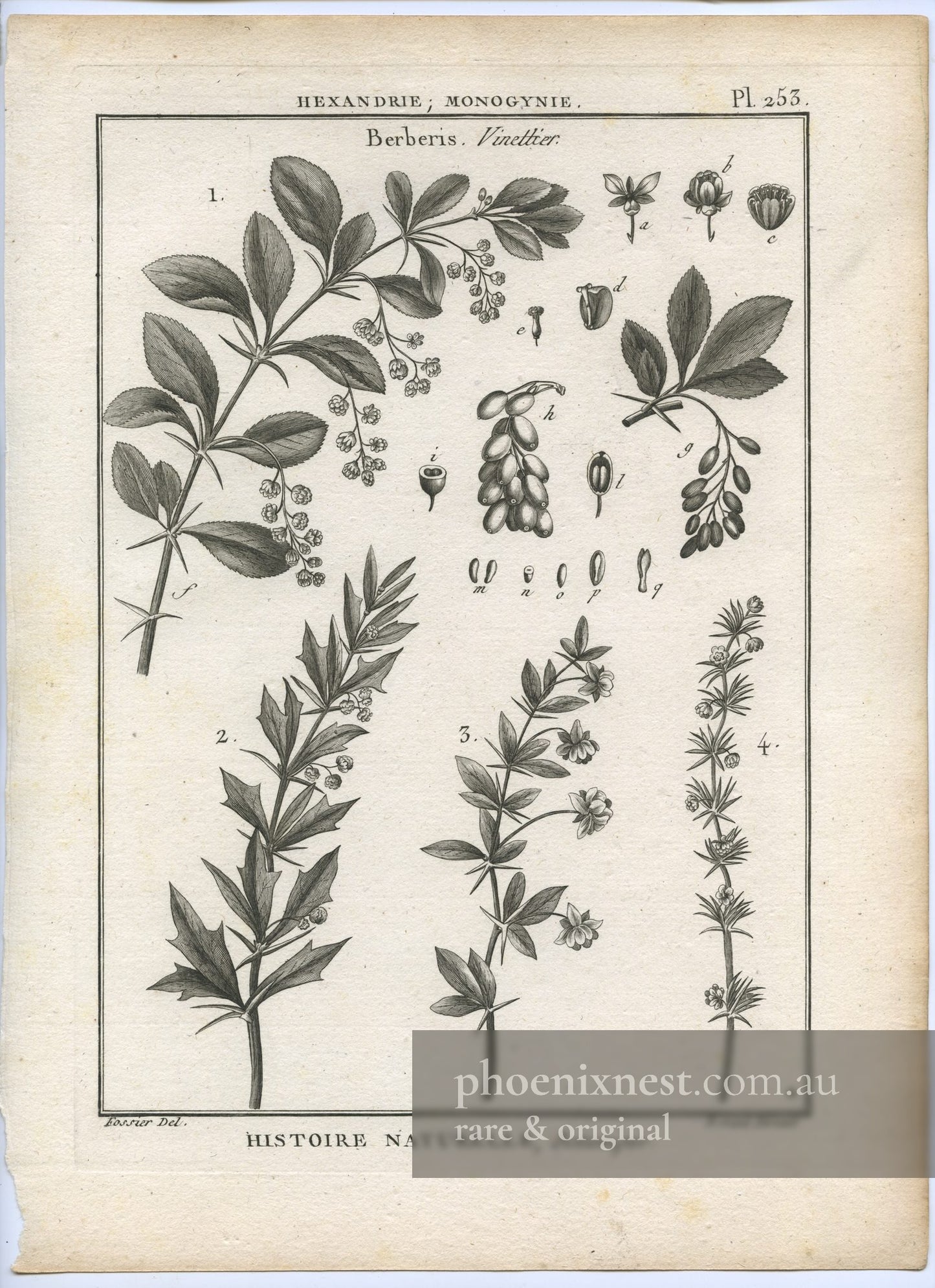Berberis (Vinettier), Plate 253 — Encyclopédie Méthodique Botanique