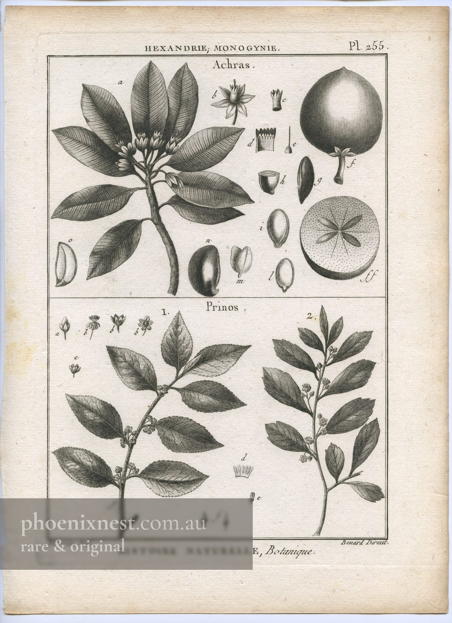 Achras and Prinos, Pl. 255 — Encyclopédie Méthodique