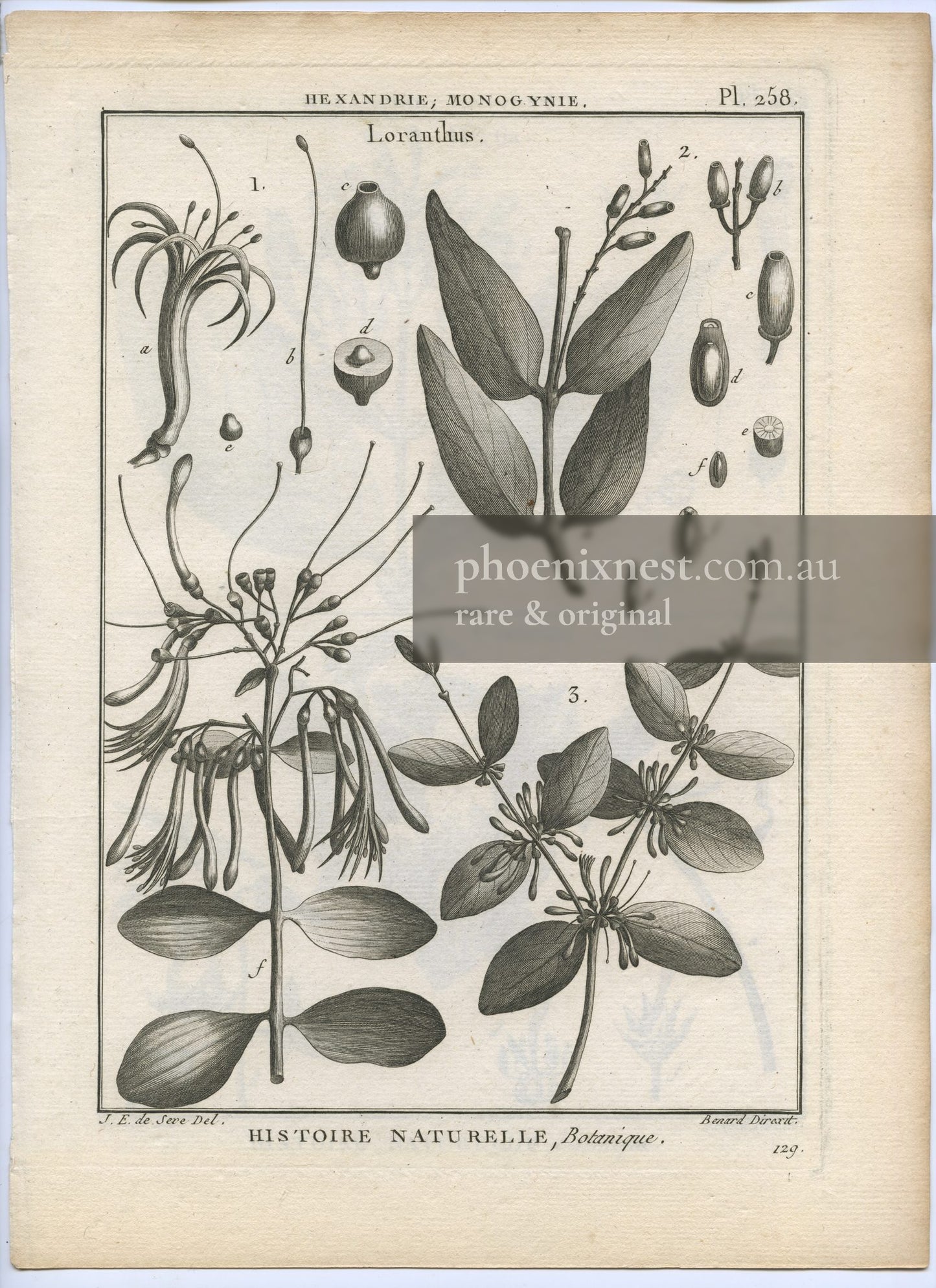Loranthus, Pl. 258 — Encyclopédie Méthodique