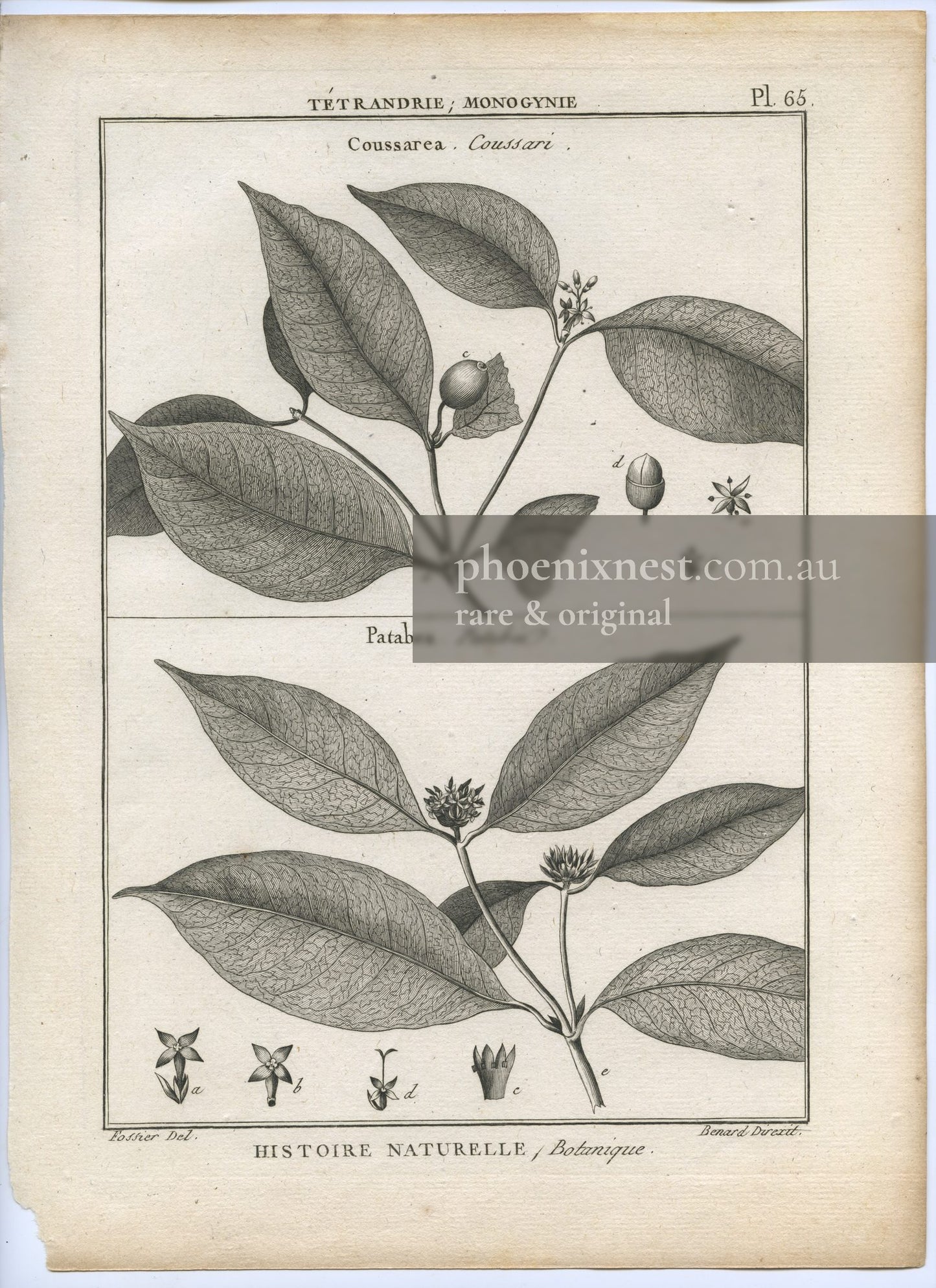 Coussarea and Patabea, Pl. 65 — Encyclopédie Méthodique