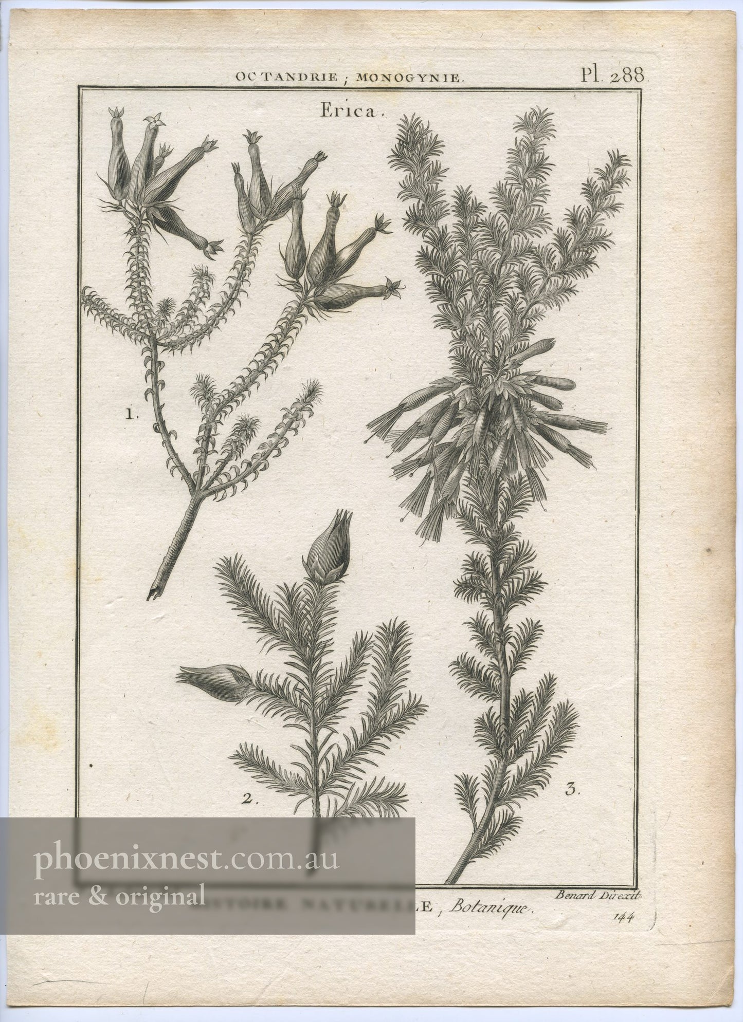 Erica, Pl. 288 — Encyclopédie Méthodique