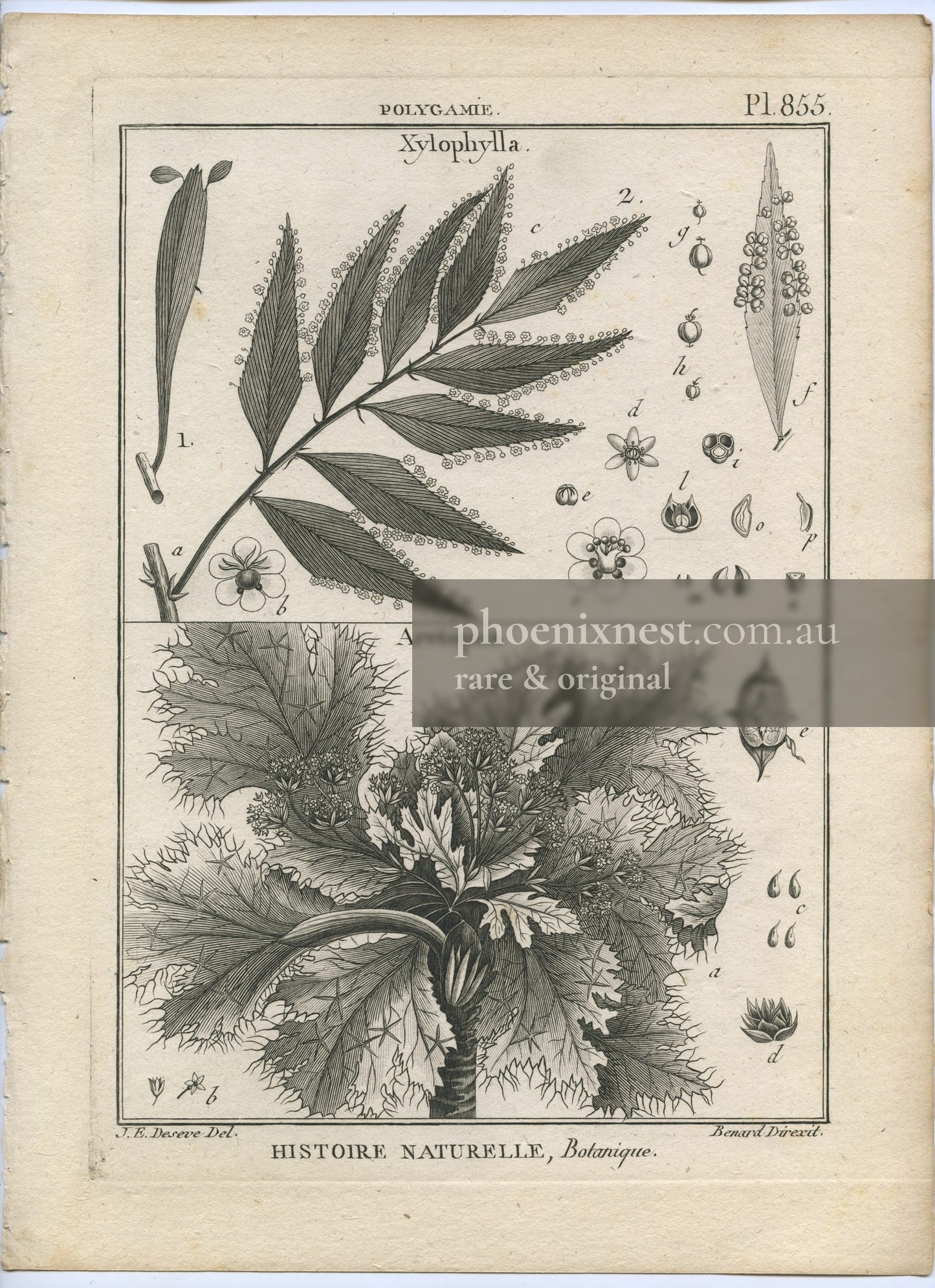 Xylophylla and Arctopus, Pl. 855 — Encyclopédie Méthodique