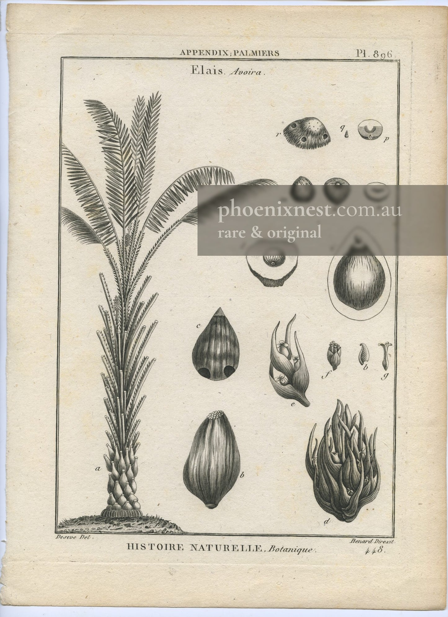 Elaeis and Avoira, Pl. 896 — Encyclopédie Méthodique