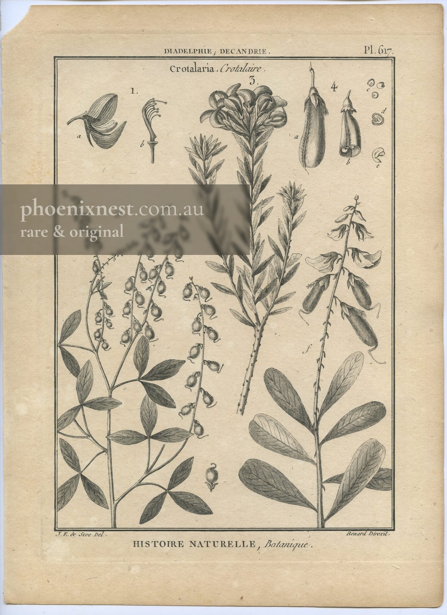Crotalaria, Pl. 617 — Encyclopédie Méthodique