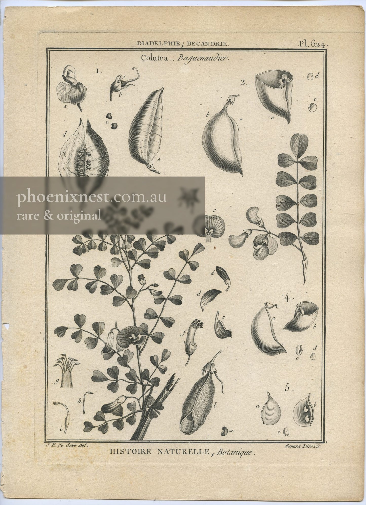 Colutea, Pl. 624 — Encyclopédie Méthodique