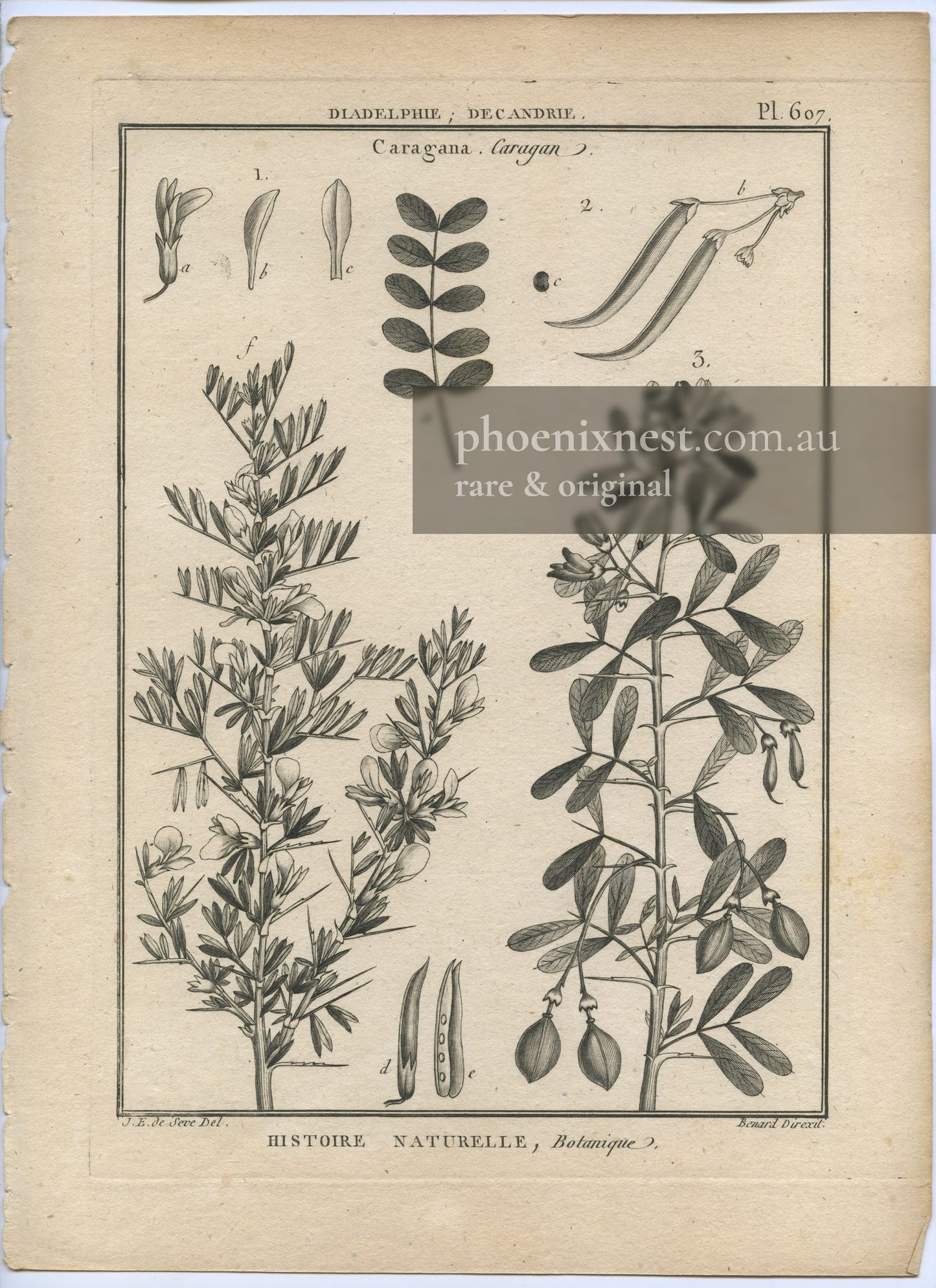Caragana, Pl. 607 — Encyclopédie Méthodique