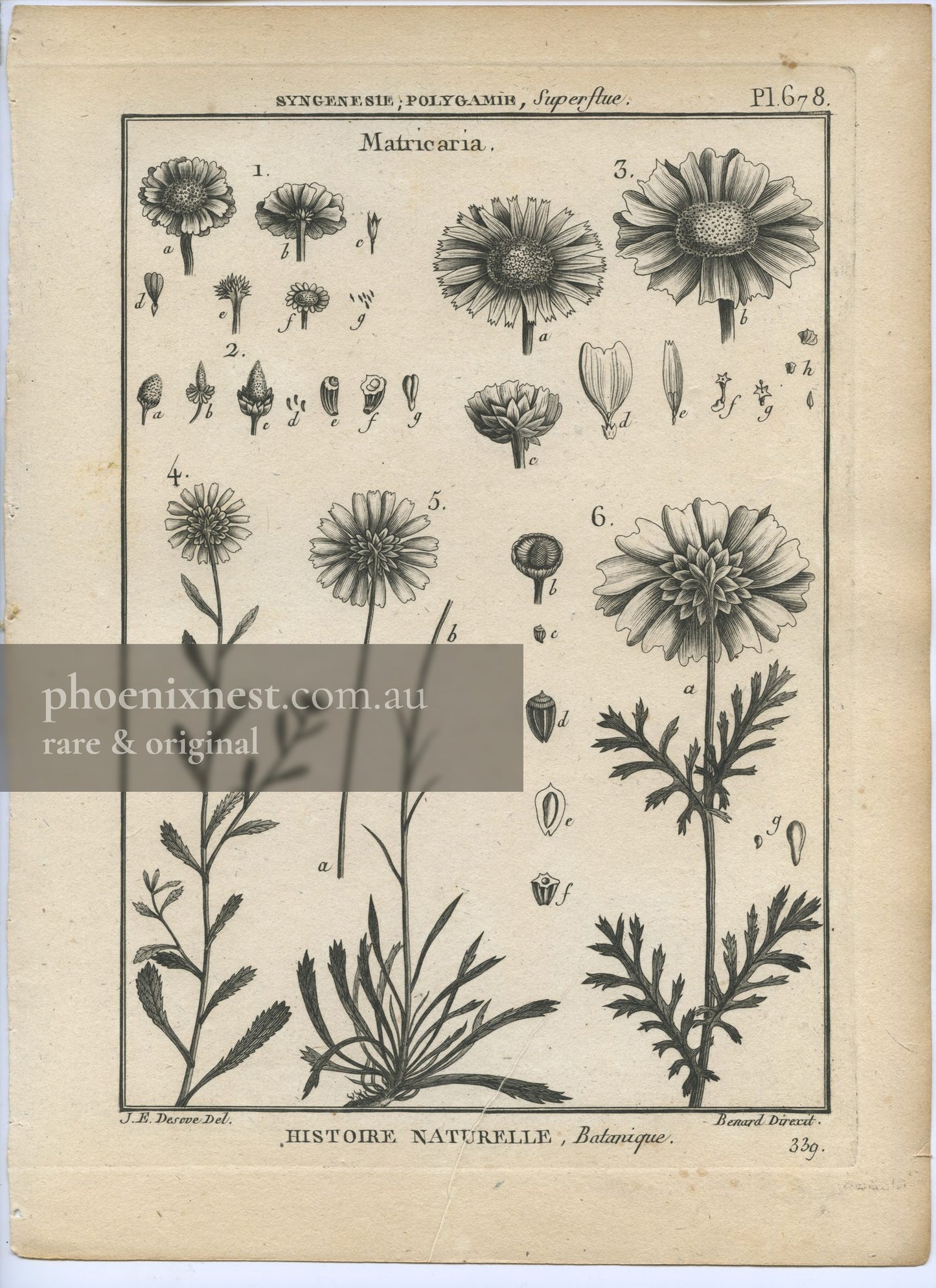 Matricaria, Pl. 678 — Encyclopédie Méthodique