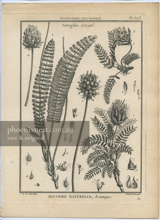 Astragalus, Pl. 623 — Encyclopédie Méthodique