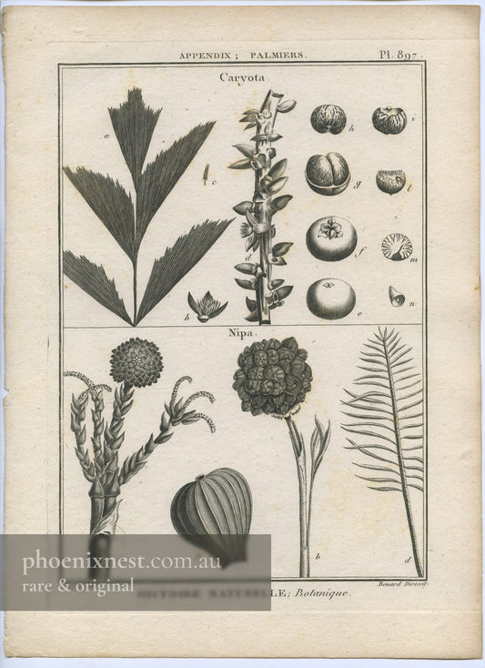 Caryota and Nipa, Pl. 897 — Encyclopédie Méthodique