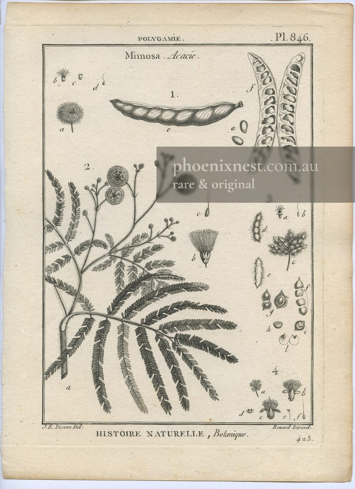 Mimosa and Acacia, Pl. 846 — Encyclopédie Méthodique