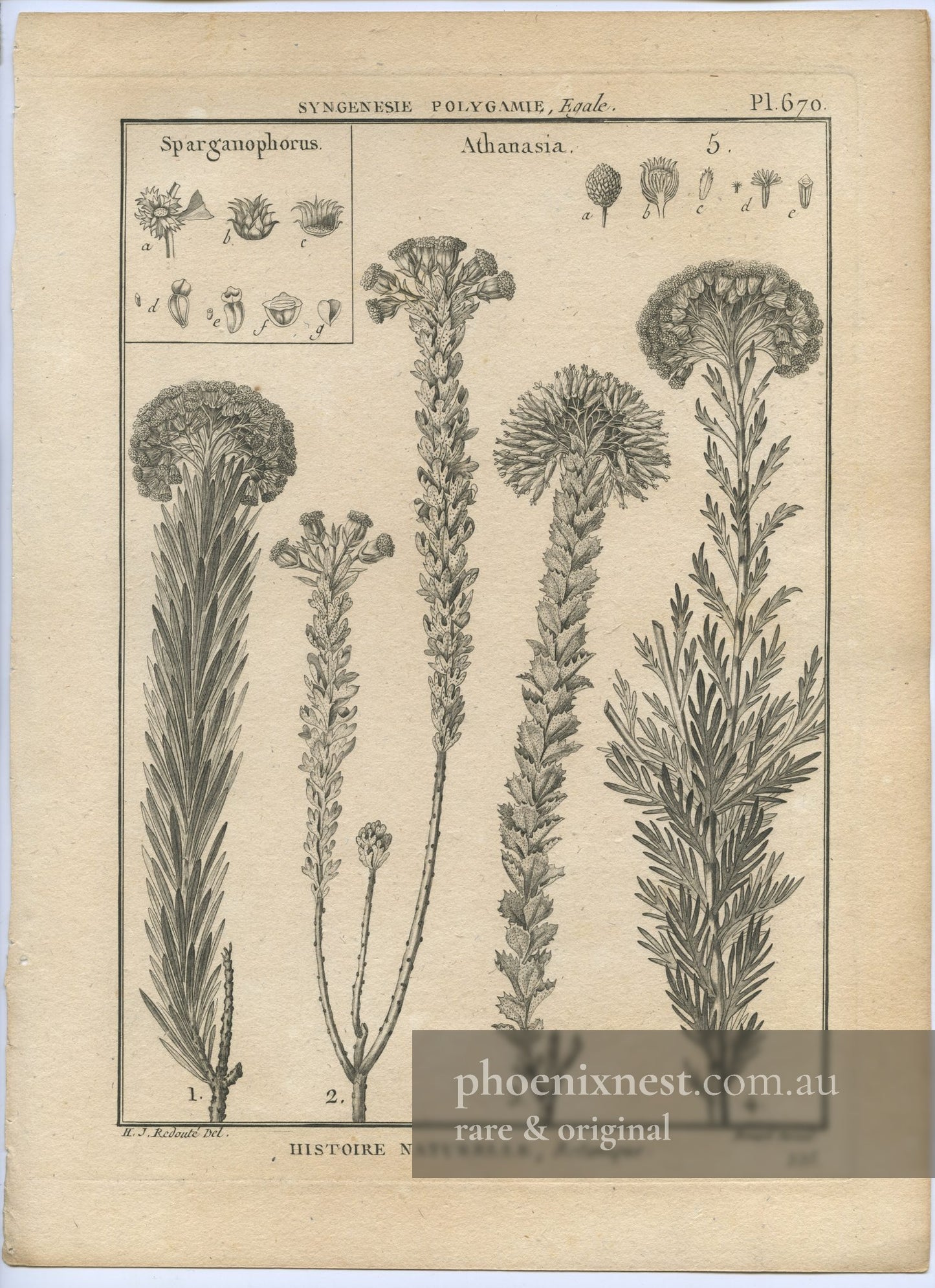 Sparganophorus and Athanasia, Pl. 670 — Encyclopédie Méthodique
