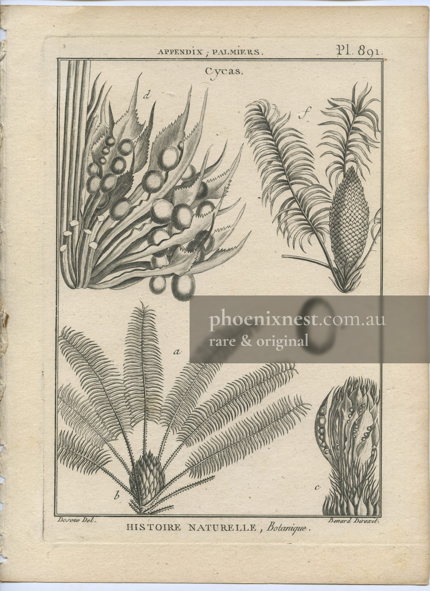 Cycas, Pl. 891 — Encyclopédie Méthodique