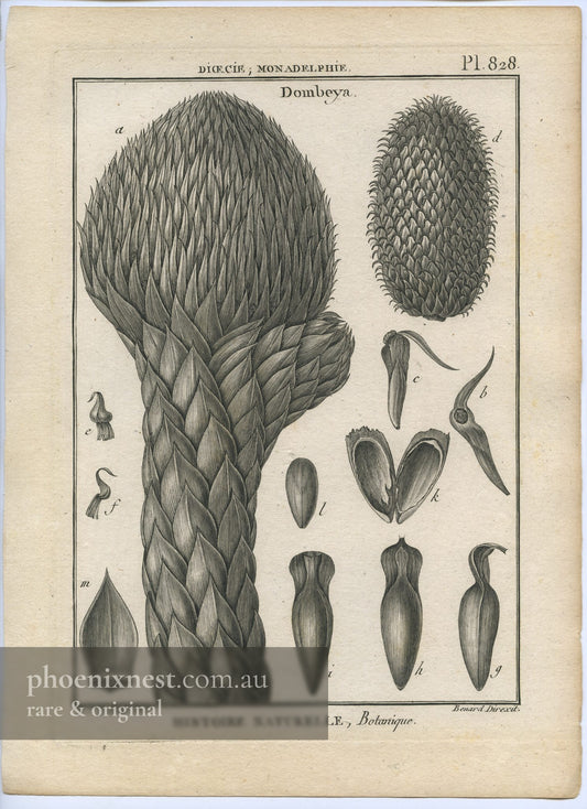 Dombeya, Pl. 828 — Encyclopédie Méthodique