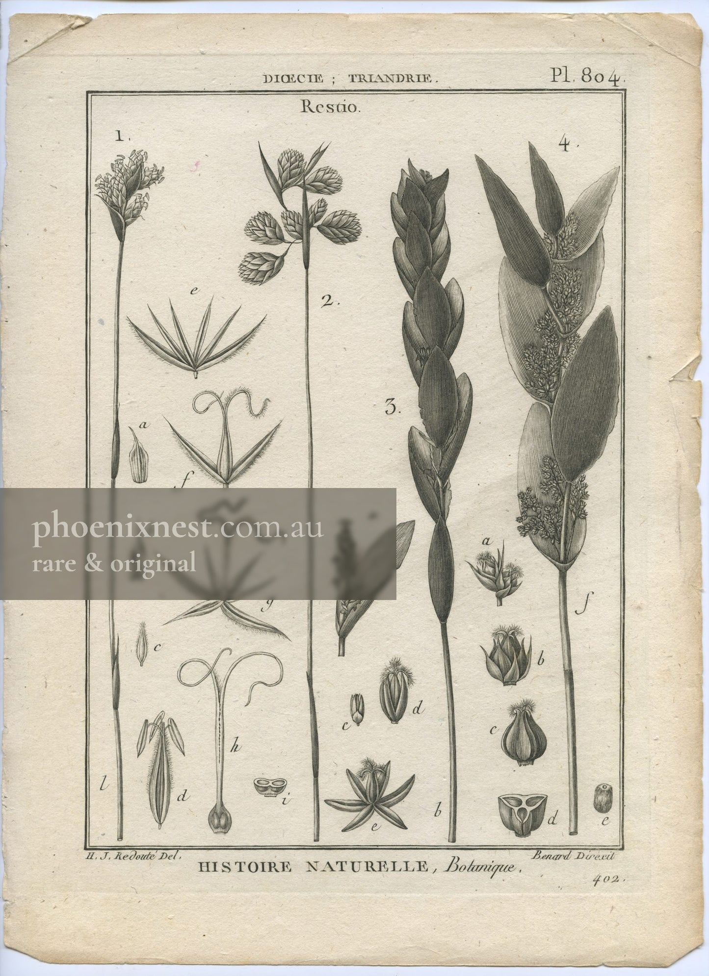 Restio, Pl. 804 — Encyclopédie Méthodique
