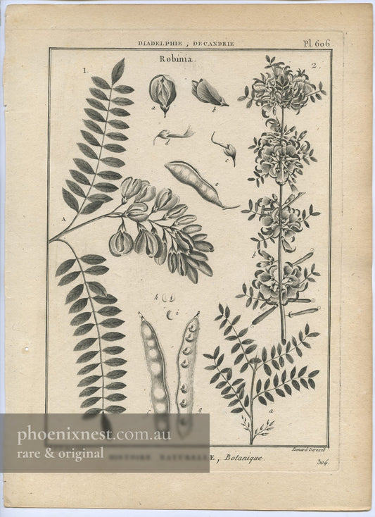Robinia, Pl. 606 — Encyclopédie Méthodique