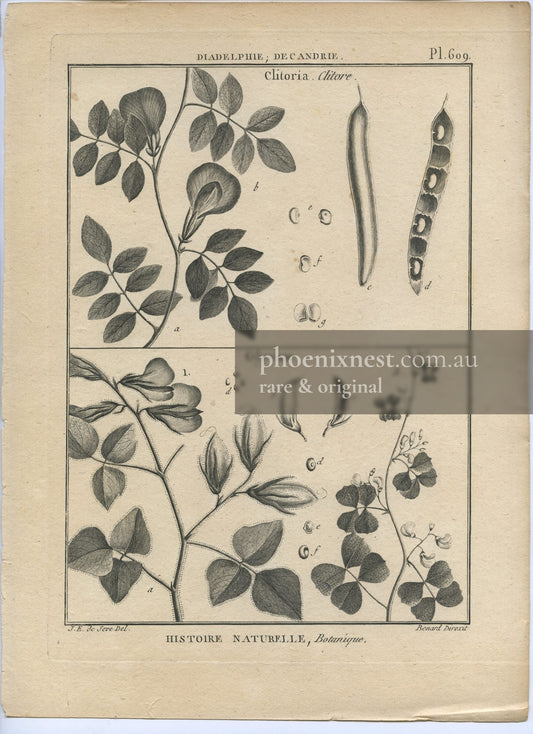 Clitoria and Glycine, Pl. 609 — Encyclopédie Méthodique