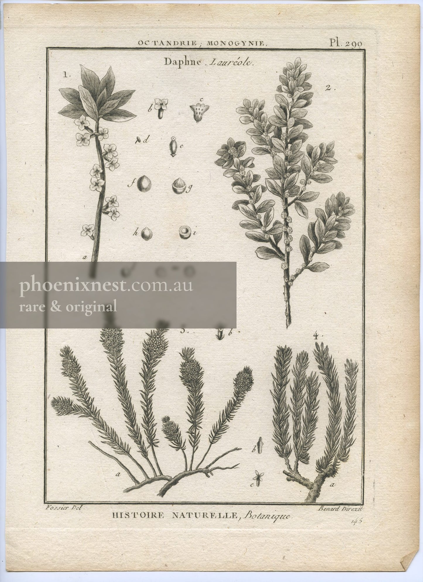 Daphne, Pl. 290 — Encyclopédie Méthodique