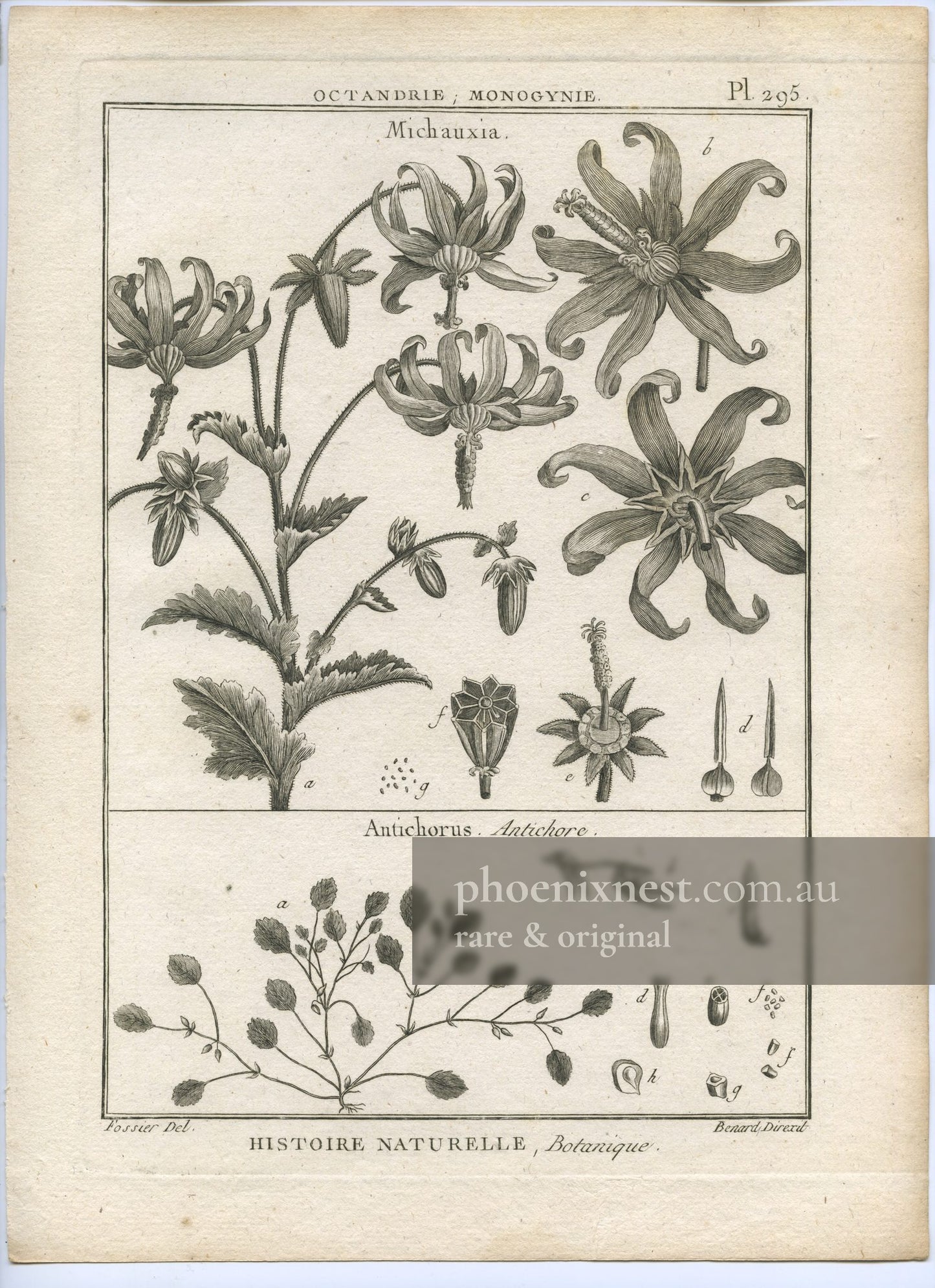 Michauxia and Antichorus, Pl. 295 — Encyclopédie Méthodique