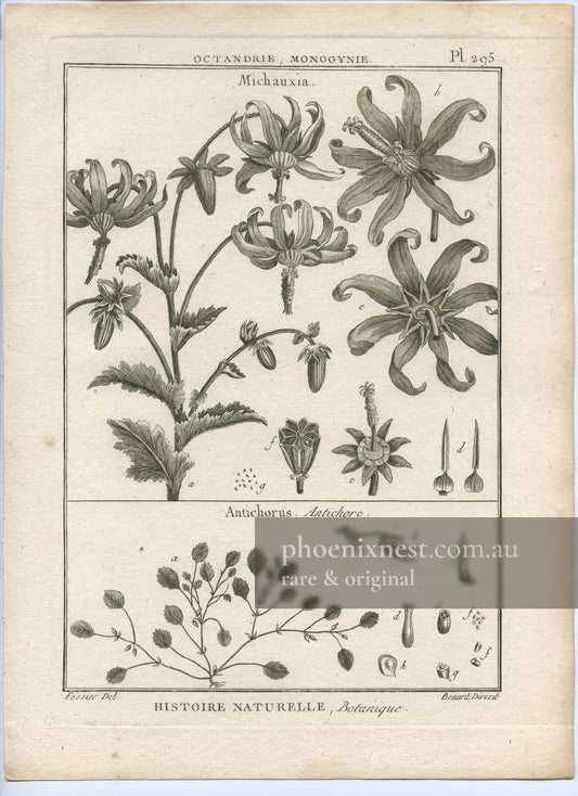 Michauxia and Antichorus, Pl. 295 — Encyclopédie Méthodique