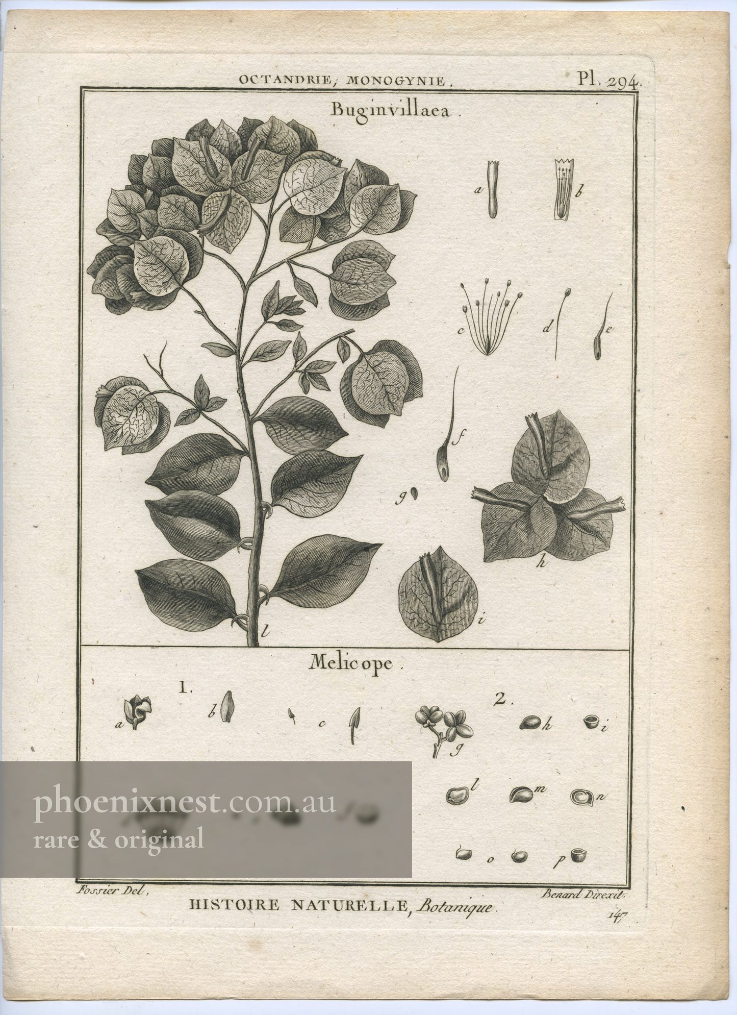 Bougainvillea and Melicope, Pl. 294 — Encyclopédie Méthodique