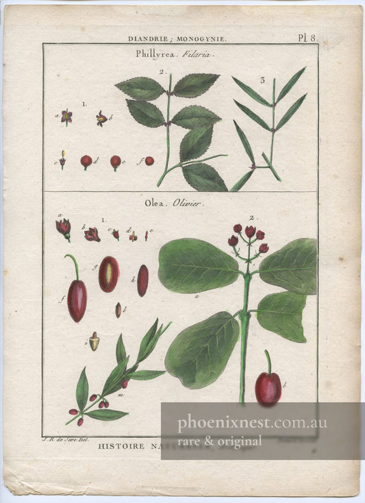Botanical Study of Phillyrea Filaria and Olive (Olea)