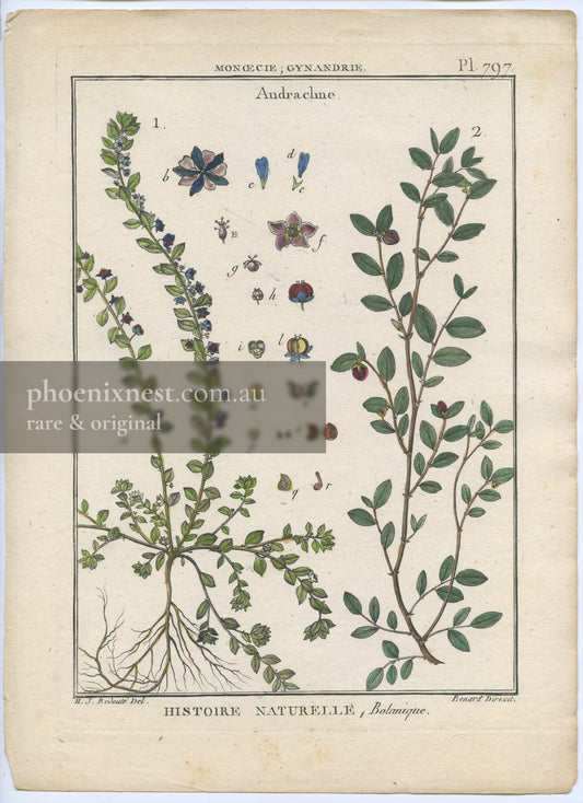 Botanical Plate of Andrachne (Monœcia; Gynandria), Plate 797