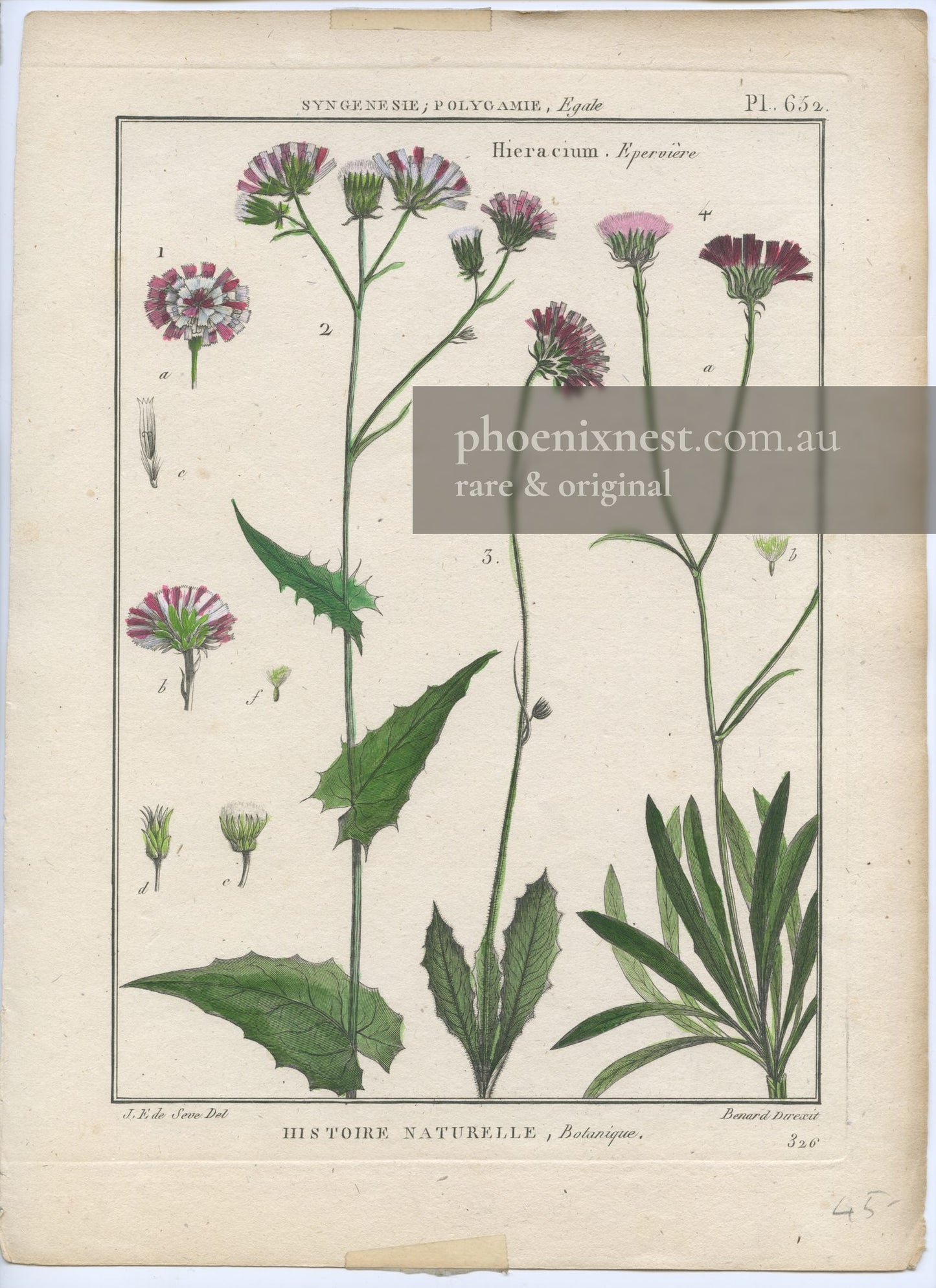 Hieracium (Hawkweed) Species, Plate 652