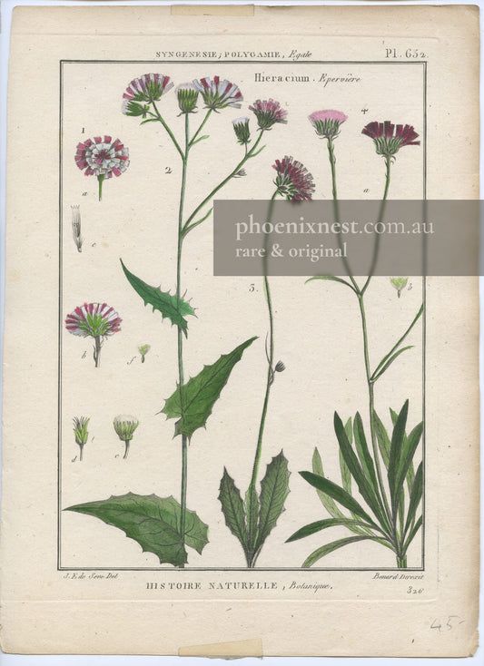 Hieracium (Hawkweed) Species, Plate 652