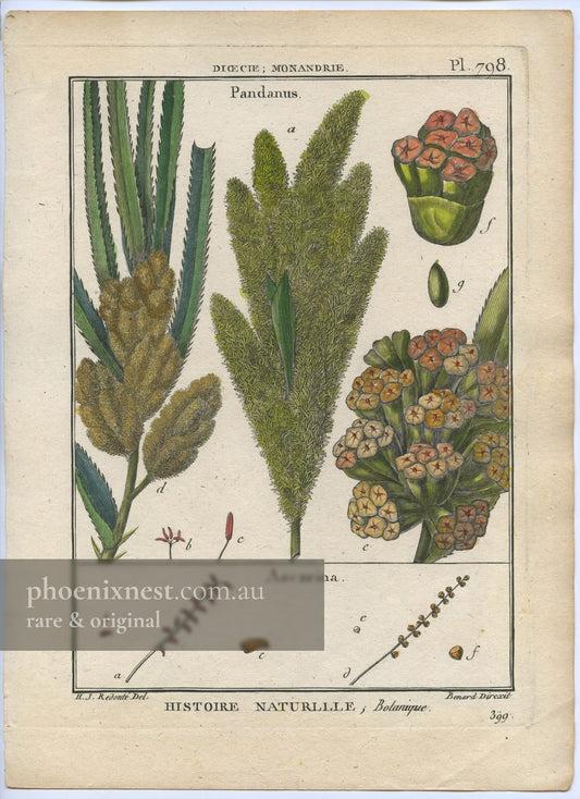 Pandanus and Ascarina, Pl. 798 — Encyclopédie Méthodique