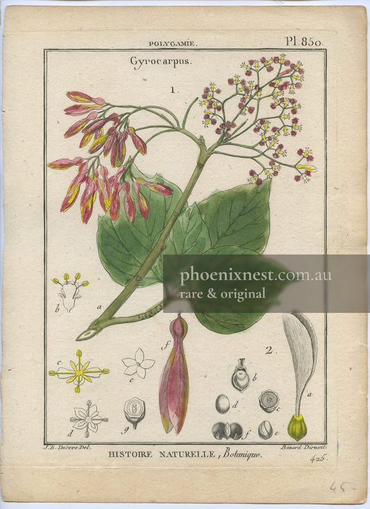 Gyrocarpus, Pl. 850 — Encyclopédie Méthodique