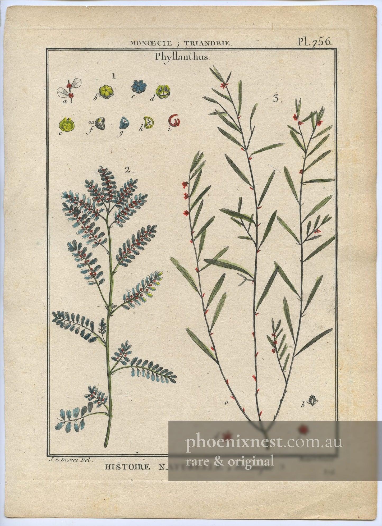 Phyllanthus, Pl. 756 — Encyclopédie Méthodique