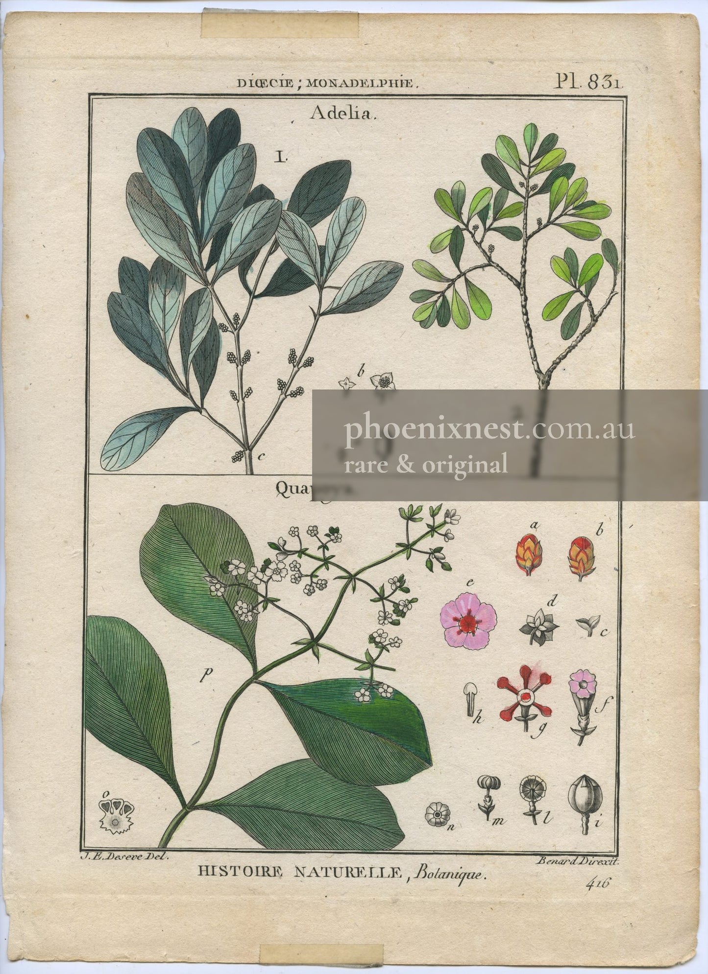 Adelia and Quapoya, Pl. 831 — Encyclopédie Méthodique