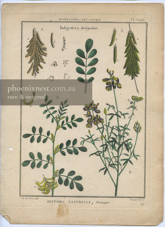 Indigofera, Pl. 626 — Encyclopédie Méthodique