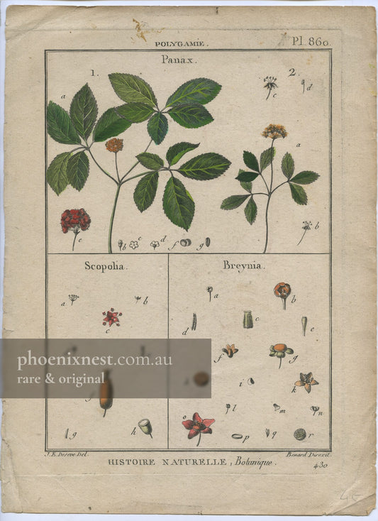 Panax, Scopolia and Breynia, Pl. 860 — Encyclopédie Méthodique