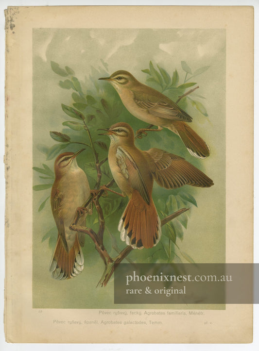 Rufous-tailed Scrub Robin, Pl. 42 — Ptactvo Evropy