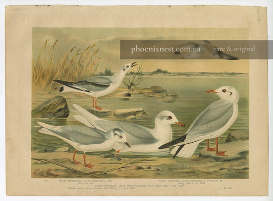 Gulls: Bonaparte's, Mediterranean, Little and Black-headed — de Maes