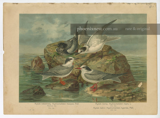 Terns, Pl. 9 — Kouba