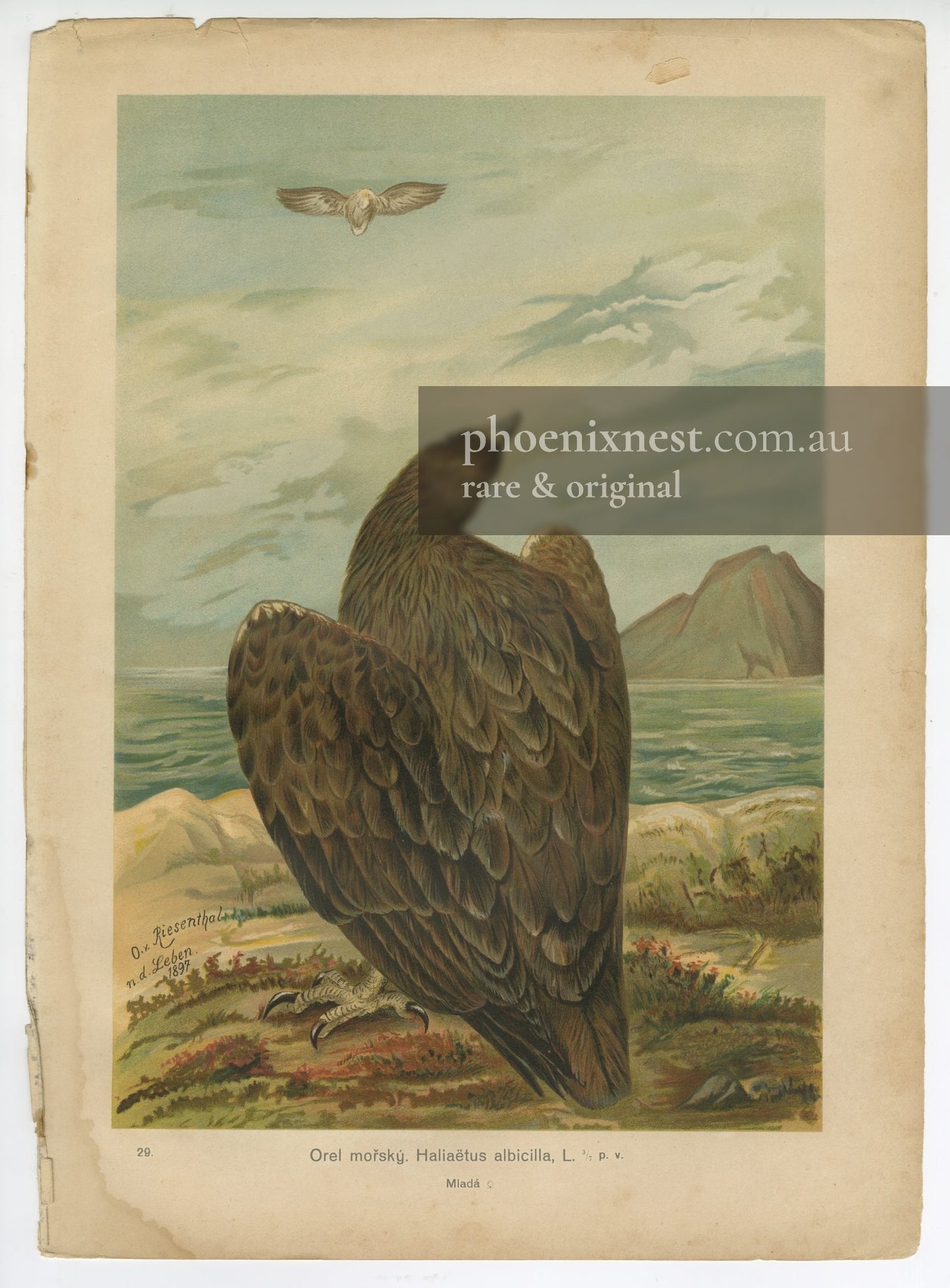 White-tailed Eagle, Pl. 29 — Riesenthal