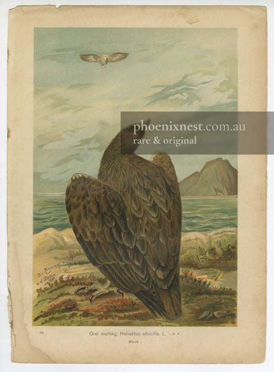 White-tailed Eagle, Pl. 29 — Riesenthal