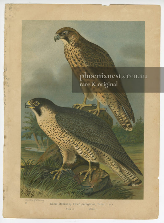 Peregrine Falcons, Pl. 15 — Göring