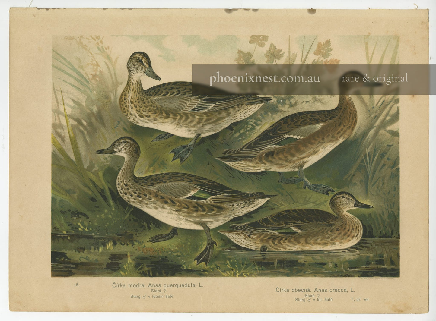 Garganey and Common Teal — Kouba