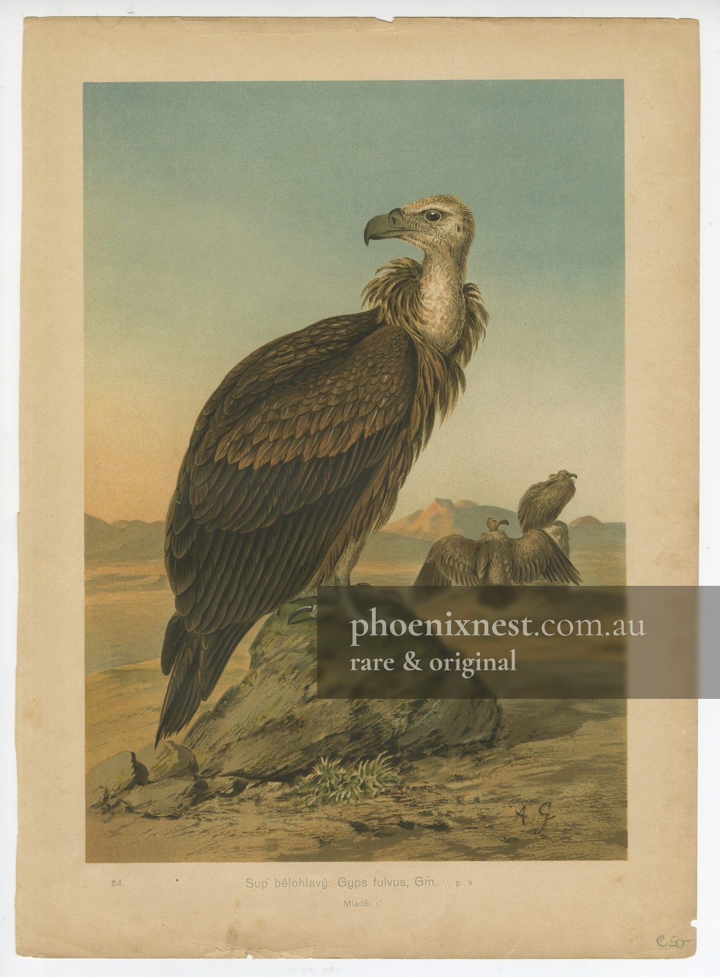 Griffon Vulture, Pl. 64 — Kocourek