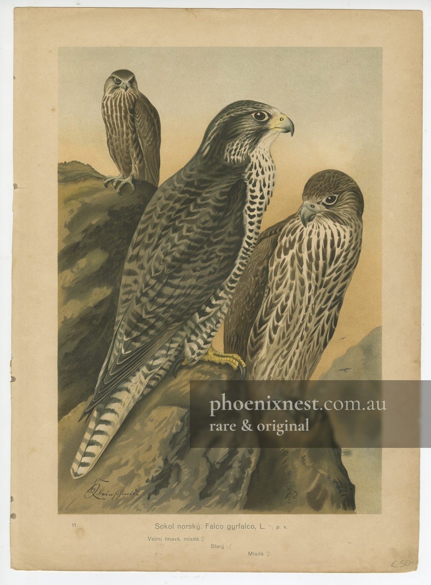 Gyrfalcons, Pl. 11 — Kouba