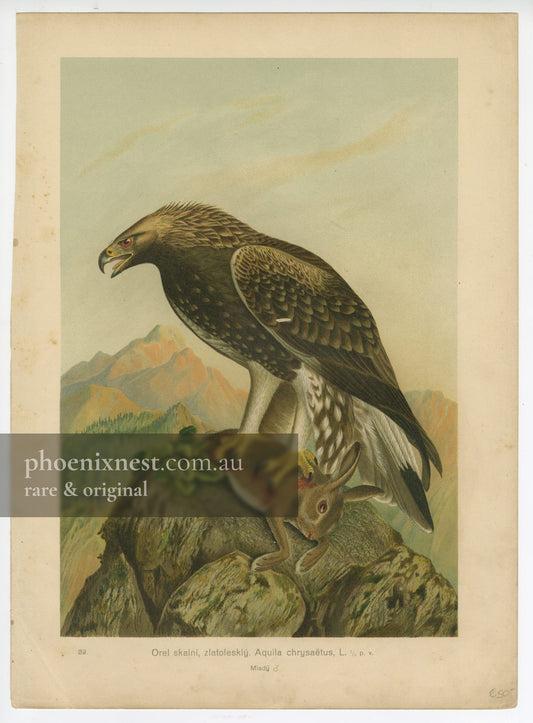 Golden Eagle, Pl. 80 — Kouba