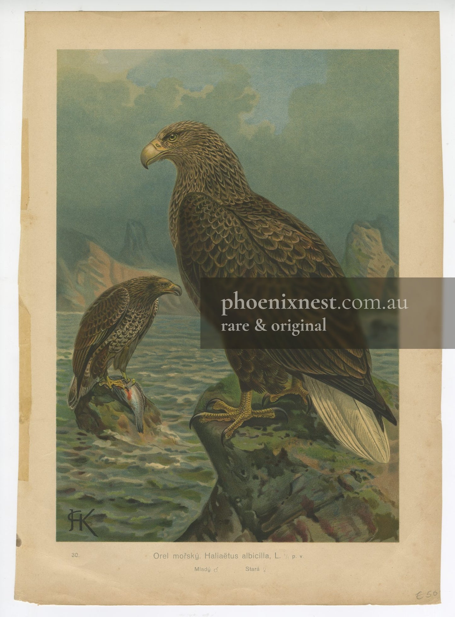White-tailed Eagles, Pl. 30 — Kouba